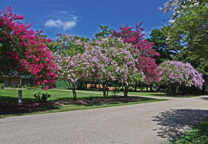 Crepe Myrtle Trees: A Tree For All Seasons Image